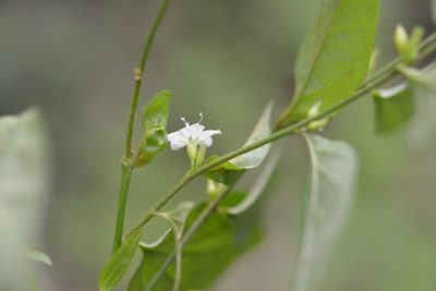 Evolvulus cardiophyllus, photographed by Neptalí Ramírez Marcial