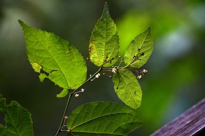 Ayenia micrantha, photographed by Neptalí Ramírez Marcial