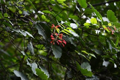 Russelia contrerasii, photographed by Neptalí Ramírez Marcial