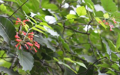 Russelia contrerasii, photographed by Neptalí Ramírez Marcial