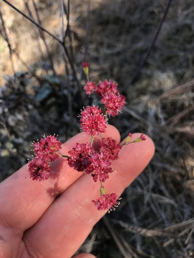 Eriogonum grande, photographed by Nelson Balcar