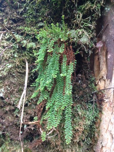 Adenophorus hymenophylloides, photographed by Jake Gross