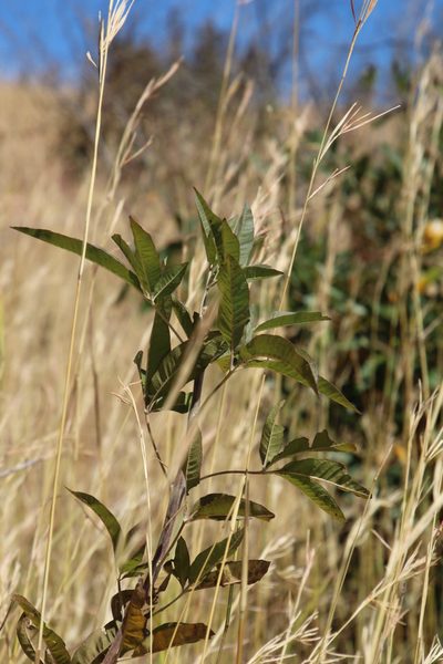 Vitex rehmannii, photographed by Tony Rebelo
