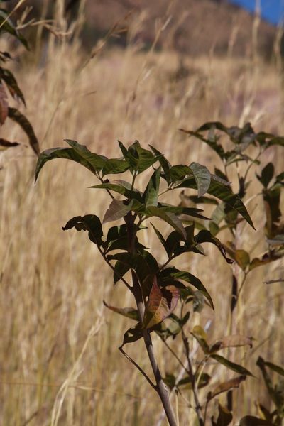 Vitex rehmannii, photographed by Tony Rebelo