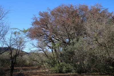 Spirostachys africana, photographed by Tony Rebelo