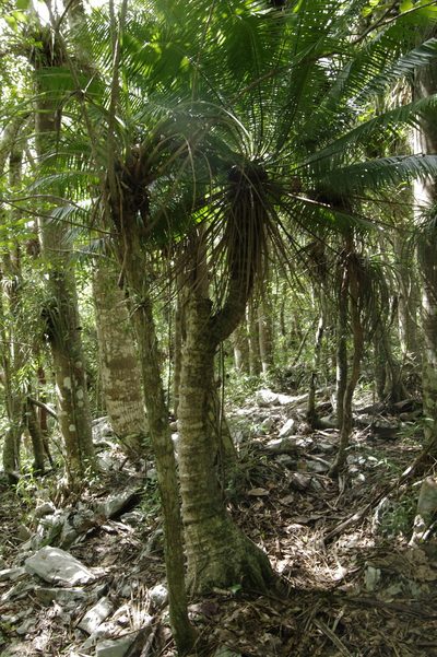 Microcycas calocoma, photographed by Eric Knight