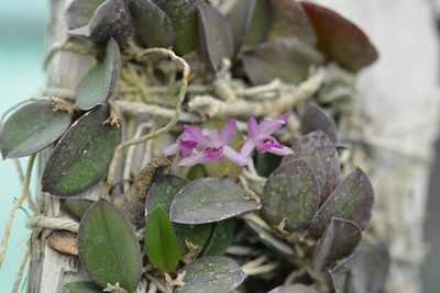 Meiracyllium trinasutum, photographed by Neptalí Ramírez Marcial