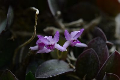 Meiracyllium trinasutum, photographed by Neptalí Ramírez Marcial