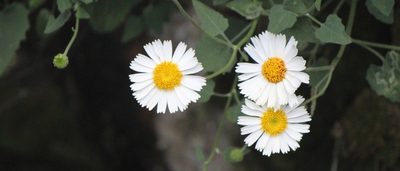 Eutetras pringlei, photographed by José Belem Hernández Díaz