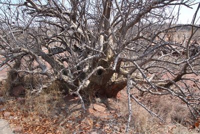 Sesamothamnus lugardii, photographed by Tony Rebelo