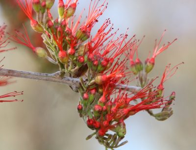 Combretum microphyllum, photographed by Tony Rebelo