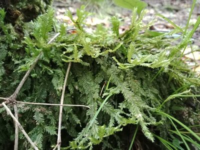 Plagiochila trispicata, photographed by Paul Bell-Butler