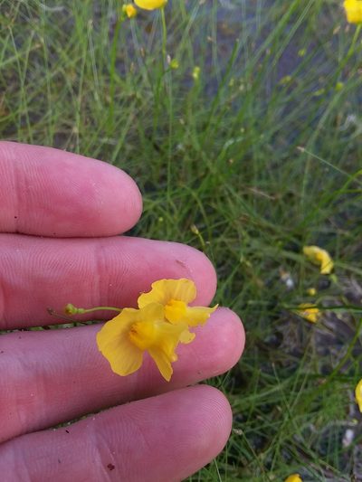 Utricularia striata, photographed by Will McFarland