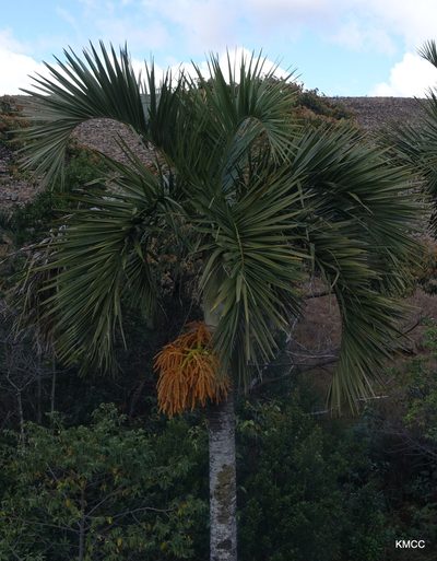 Chrysalidocarpus decipiens, photographed by Romer N. Rabarijaona