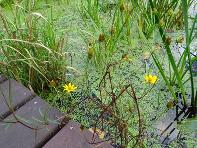 Bidens trichosperma, photographed by Thomas Koffel