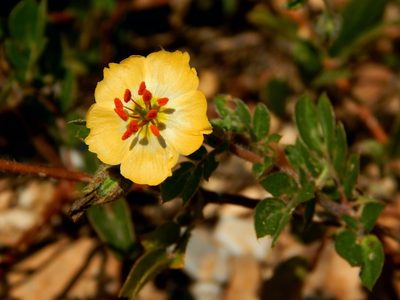 Kallstroemia rosei, photographed by Martín Márquez