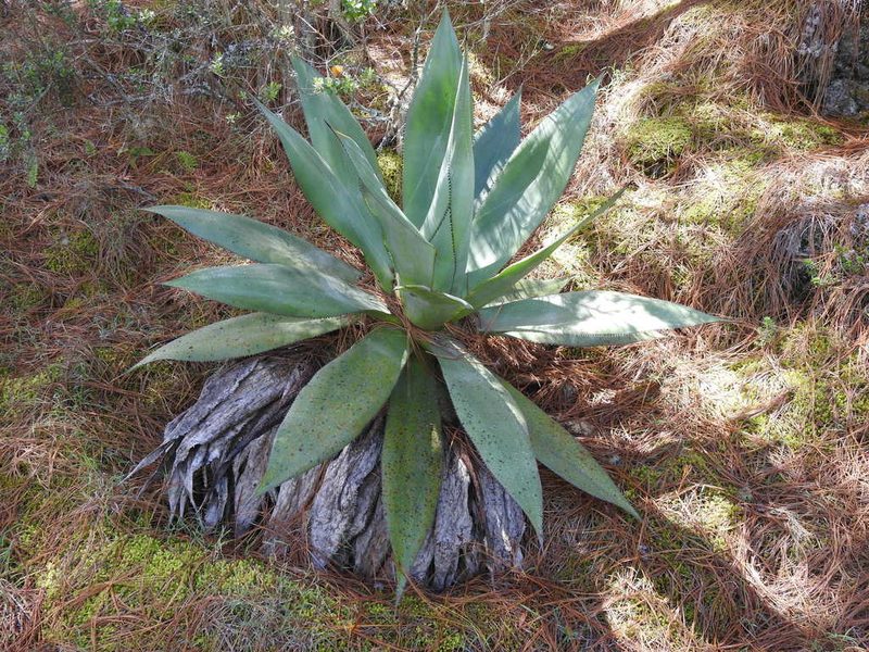 Agave obscura, photographed by Adrianh M. Orozco