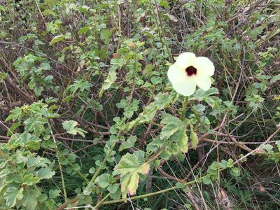 Sabdariffa diversifolia, photographed by nick_goldwater