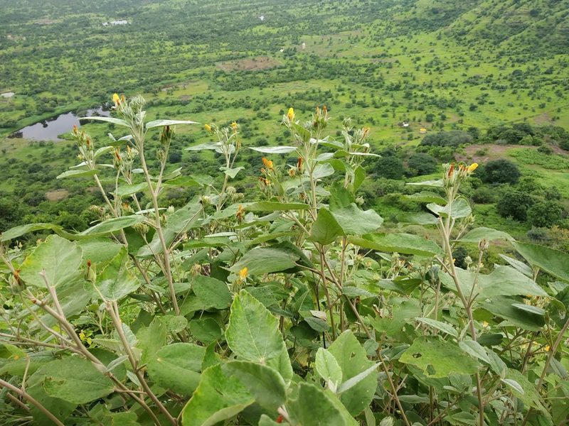 Melhania futteyporensis, photographed by S.MORE