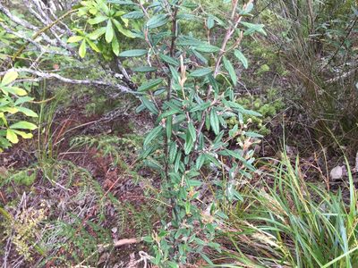 Pomaderris rugosa, photographed by nick_goldwater