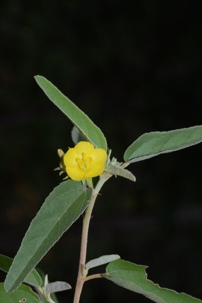 Melhania incana, photographed by S.MORE