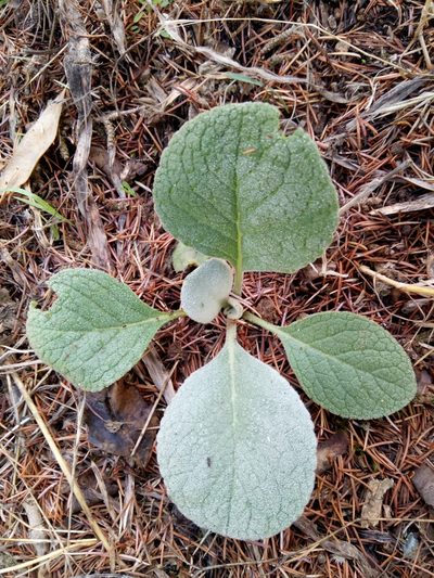 Verbascum rotundifolium, photographed by Karim Haddad