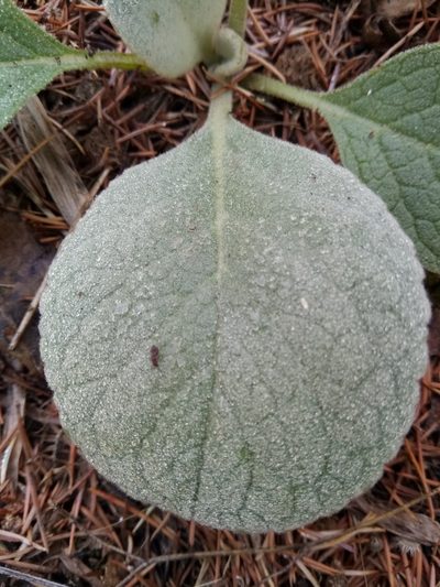 Verbascum rotundifolium, photographed by Karim Haddad