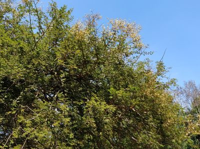 Vachellia leucophloea, photographed by Suhel Quader