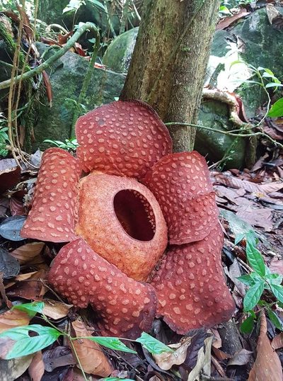 Rafflesia tuan-mudae, photographed by Ong Jyh Seng