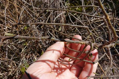 Melicytus flexuosus, photographed by John Barkla