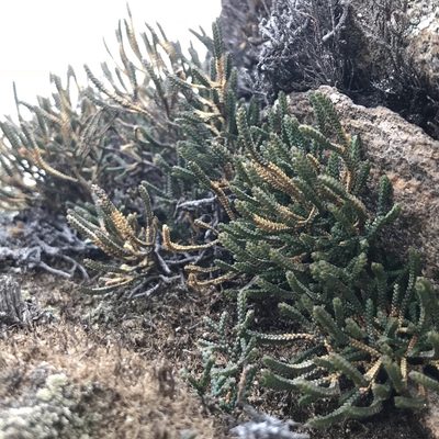 Selaginella sanguinolenta, photographed by Dag Endresen