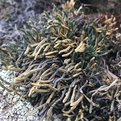 Selaginella sanguinolenta, photographed by Dag Endresen