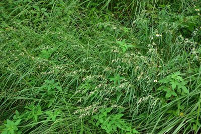Apluda mutica, photographed by 楊富鈞