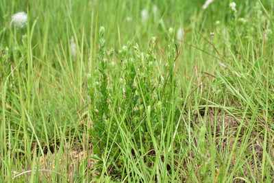 Artemisia japonica, photographed by 楊富鈞