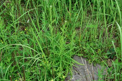 Cirsium lineare, photographed by 楊富鈞