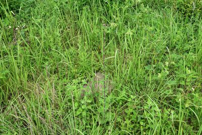 Lactuca formosana, photographed by 楊富鈞