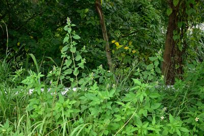 Anisomeles indica, photographed by 楊富鈞