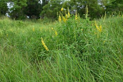 Crotalaria trichotoma, photographed by 楊富鈞