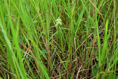 Crotalaria sessiliflora, photographed by 楊富鈞