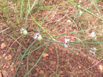 Spermacoce filifolia, photographed by Mattia Menchetti
