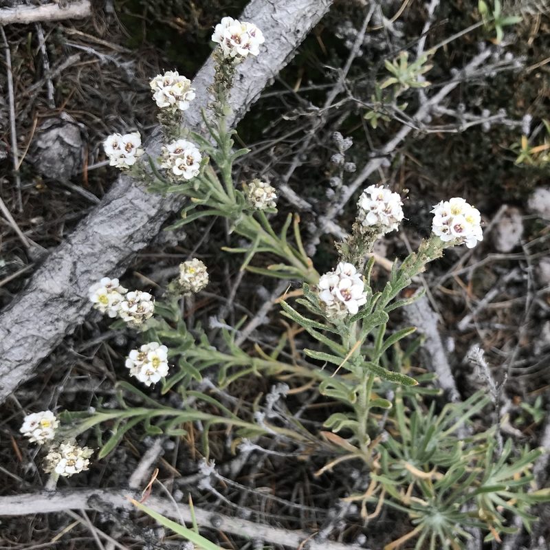 Stevenia tenuifolia, photographed by Dag Endresen