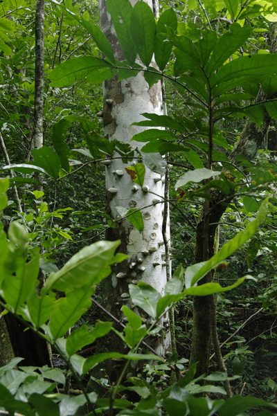 Zanthoxylum martinicense, photographed by Eric Knight