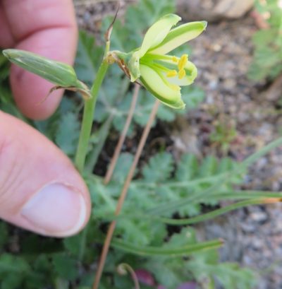 Coilonox suaveolens, photographed by linkie