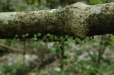 Peperomia rotundifolia, photographed by Eric Knight