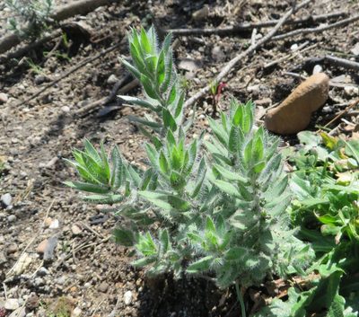 Xiphotheca lanceolata, photographed by linkie