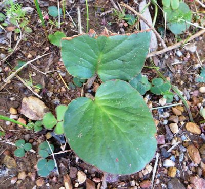 Pelargonium asarifolium, photographed by linkie