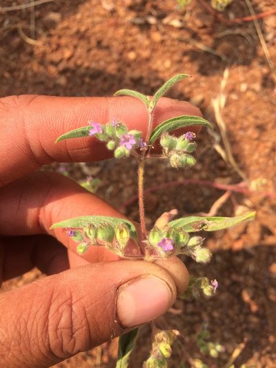 Trichostema simulatum, photographed by Marcus Tamura