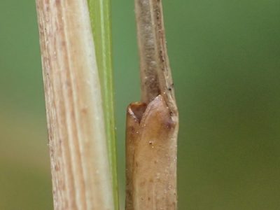 Juncus dudleyi, photographed by Allan Harris