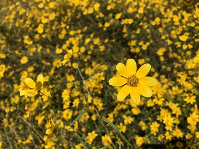 Helianthus porteri, photographed by Noah Yawn