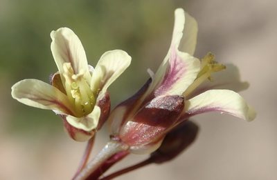 Heliophila elongata, photographed by Nicola van Berkel